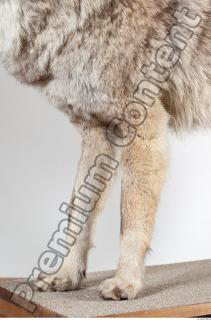 Wolf leg photo reference 0002